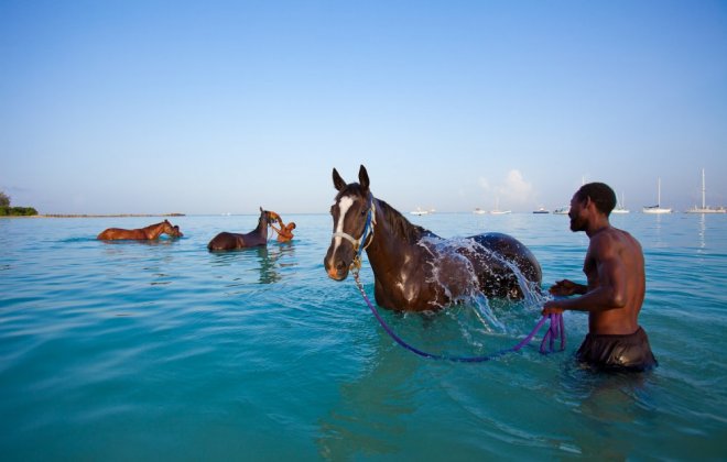 barbados_horses_ocean.jpg