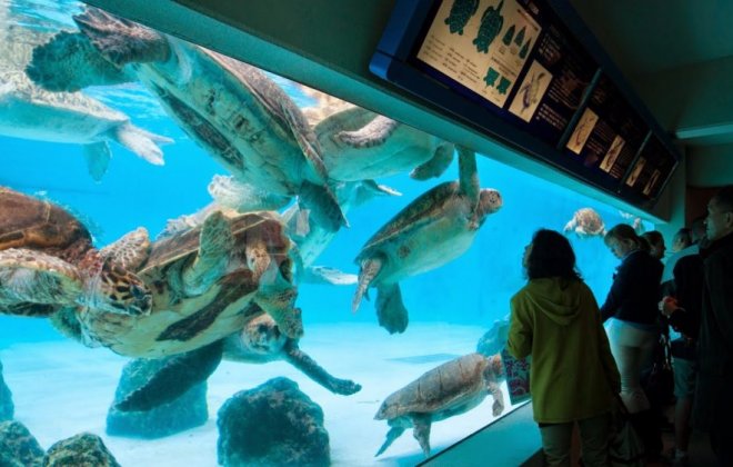 okinawa-akvarium.jpg