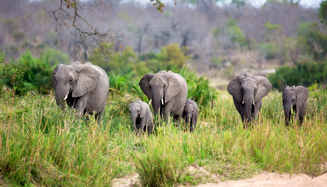 Afrika