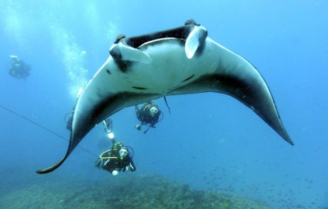 cape verde diving.jpg
