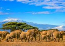 Levné letenky Vídeň - Kilimandžáro a zpět za 11463 Kč