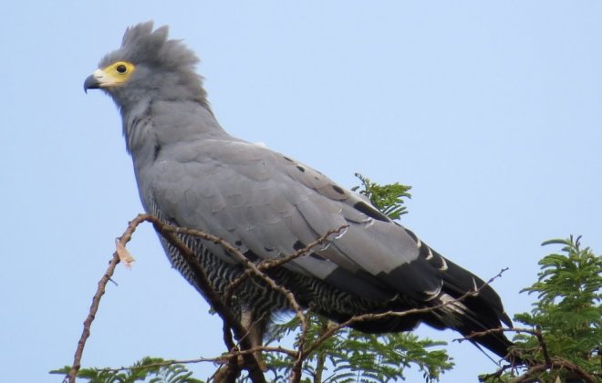 entebbe-botanical-gardens.jpg