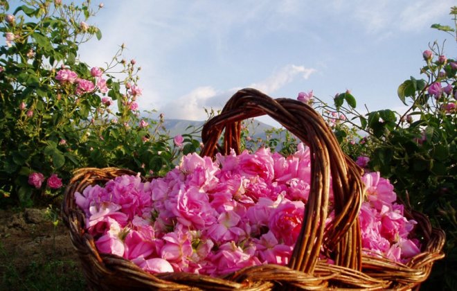 vallee-roses-maroc.jpg