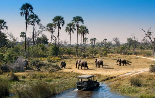 okavango-delta-safari.jpg