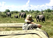 Nejlepší safari destinace v Africe - Botswana