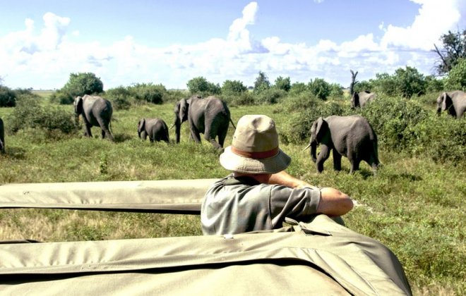 Elephants.jpg