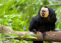 Francouzská Guyana