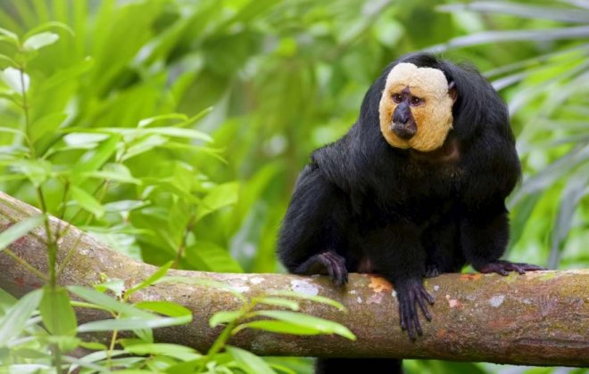 Guiana.jpg