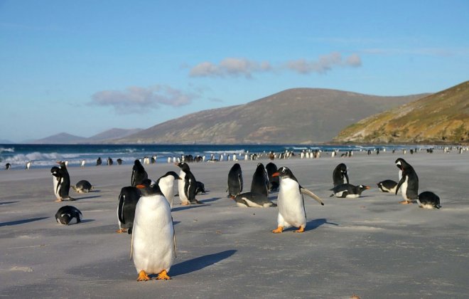 falklady.jpg