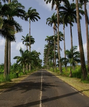 palmy v Guadeloupe