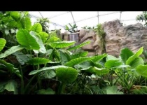 Lipsko a jeho největší deštný prales v Evropě - Gondwanaland