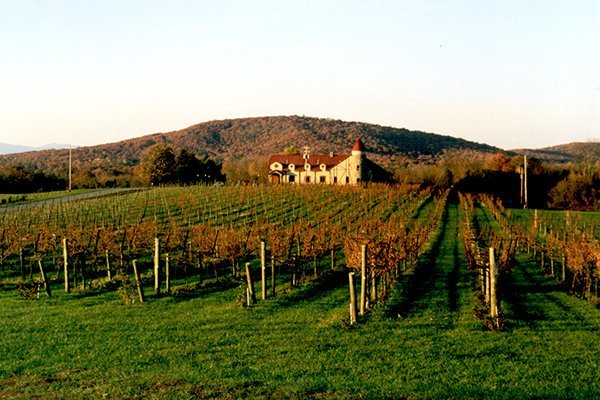 vinice.jpg