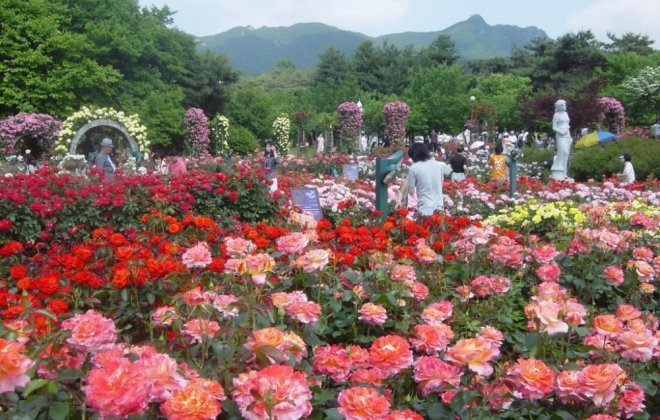 rose festival.jpg