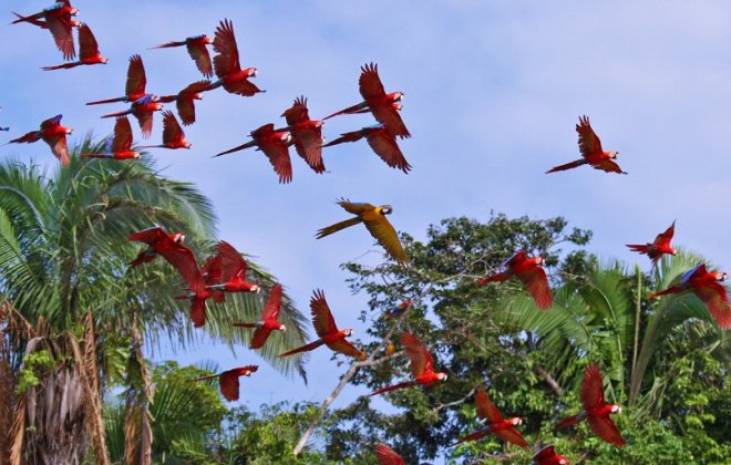 Tambopata.jpg