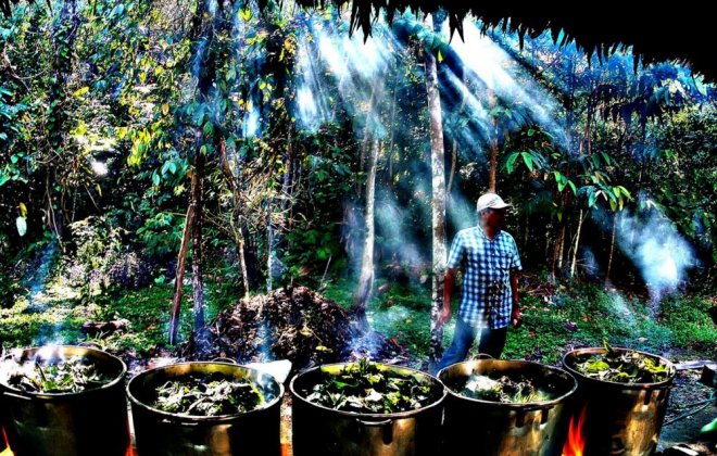Ayahuasca.jpg