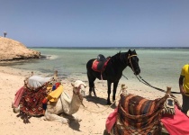 8 denní dovolená - Egypt - Marsa Alam s odletem z Prahy již od 8 890 Kč All Inclusive