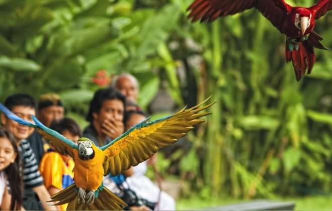 Bali-Bird-Park.jpg
