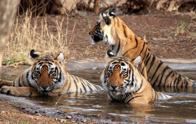 sundarbans-national-park.jpg